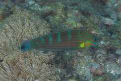 Halichoeres melanurus