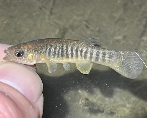 Spotfin killifish (Fundulus luciae) — Fundulidae — 3