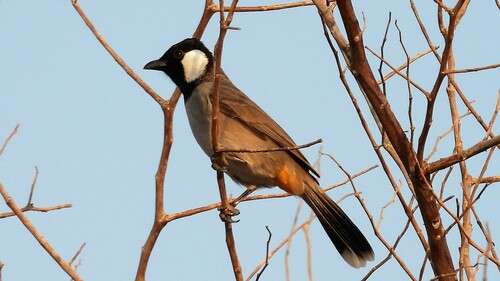 White-eared Bulbul