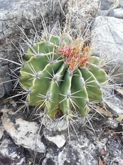 Ferocactus echidne