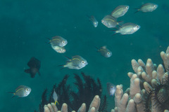 Acanthochromis polyacanthus