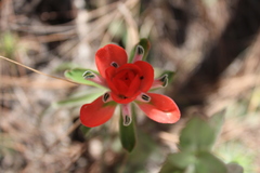 Castilleja nervata