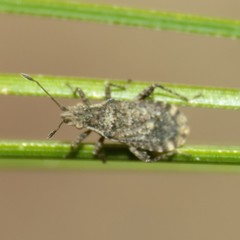 Aufeius impressicollis