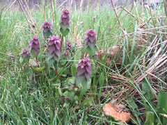 Lamium purpureum purpureum