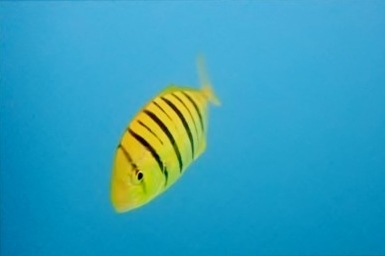 Golden Trevally