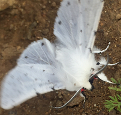 Spilosoma vestalis
