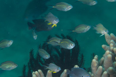 Acanthochromis polyacanthus