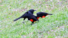 Hypopyrrhus pyrohypogaster