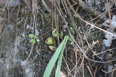 Oncidium graminifolium