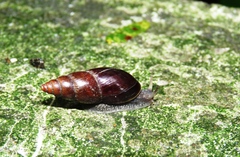 Thaumastus