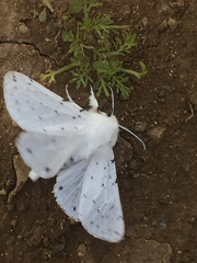 Spilosoma vestalis