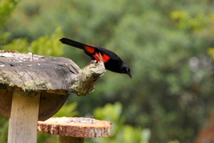 Hypopyrrhus pyrohypogaster