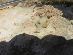 Latrodectus tredecimguttatus