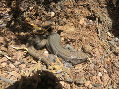 Gallotia caesaris gomerae