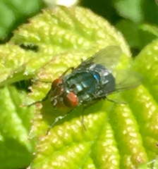 Compsomyiops callipes