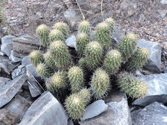 Coryphantha glassii
