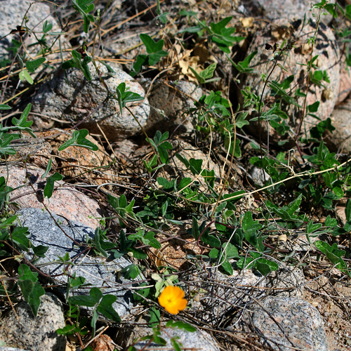 Image of Kallstroemia peninsularis by (c) Bill Levine, some rights reserved (CC BY)