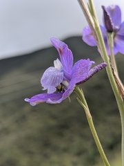 Delphinium parryi