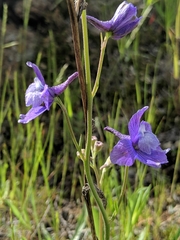 Delphinium parryi