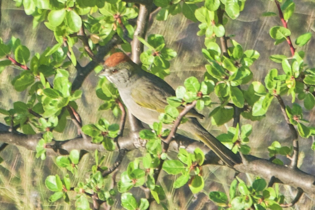 Green-tailed Towhee (Pipilo chlorurus)