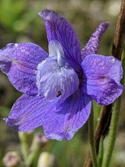Delphinium parryi