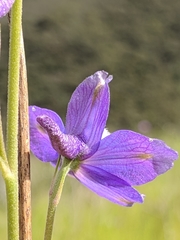 Delphinium parryi
