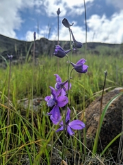 Delphinium parryi