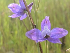 Delphinium parryi
