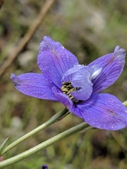 Delphinium parryi