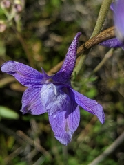 Delphinium parryi