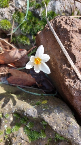 Crocus aleppicus, photograph 5