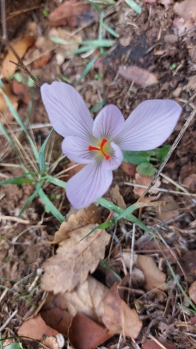 Image of Crocus pallasii by (c) אריאל שמיר, some rights reserved (CC BY)