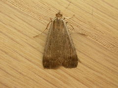 Tathorhynchus fallax