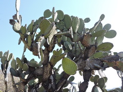 Opuntia chavena