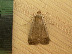 Tathorhynchus fallax