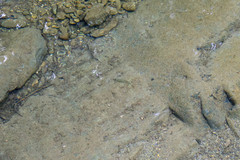 Squalius alburnoides
