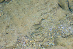 Squalius alburnoides
