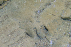 Squalius alburnoides