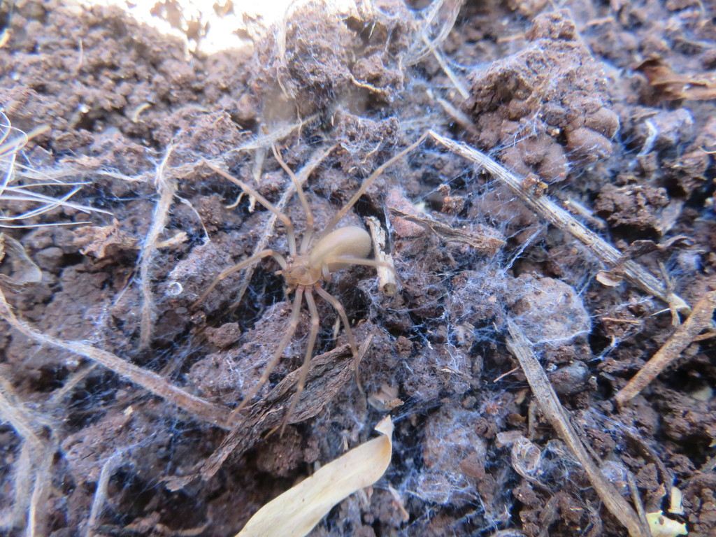 Loxosceles hupalupa