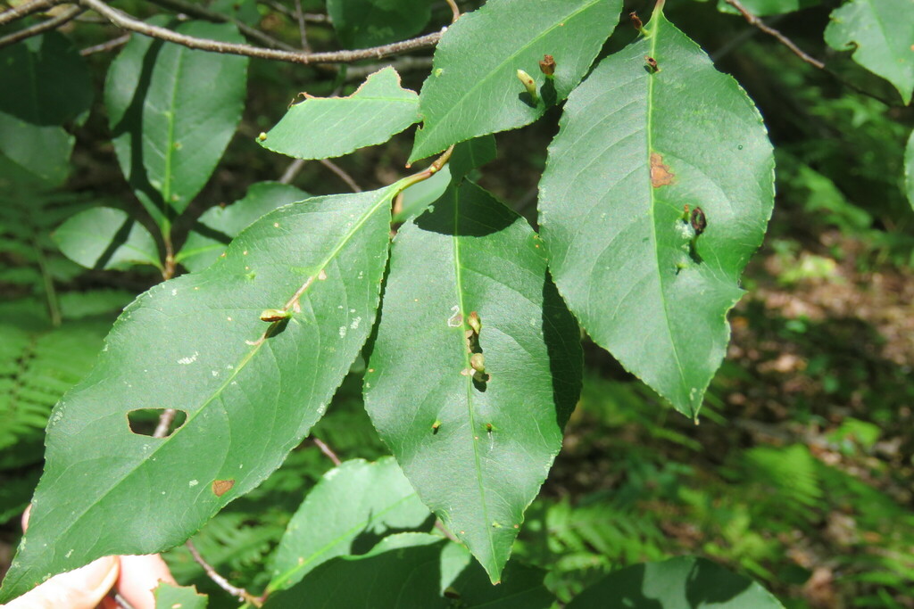 Black Cherry Leaf Gall Mite from Preston Pond, Bolton, VT 05465, USA on August 19, 2018 at 1213