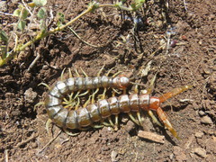 Scolopendra valida