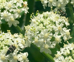 Adela septentrionella