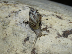 Drymaeus papyraceus