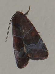Hampsonodes mastoides