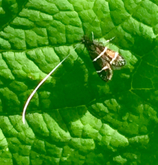 Adela septentrionella