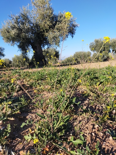 Image of Diplotaxis virgata by (c) Jorge Íñiguez, some rights reserved (CC BY)