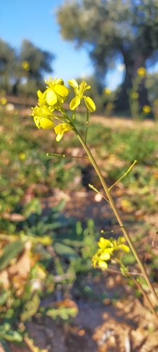 Image of Diplotaxis virgata by (c) Jorge Íñiguez, some rights reserved (CC BY)