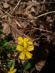 Oxalis colorea