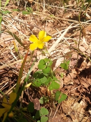 Oxalis colorea