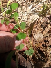 Oxalis colorea